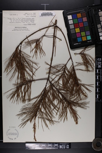 Pinus glabra image