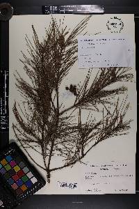 Pinus glabra image