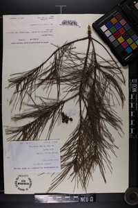 Pinus glabra image