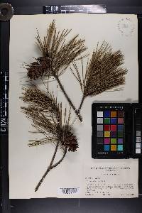 Pinus glabra image