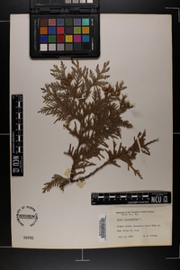 Thuja occidentalis image