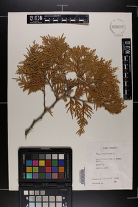 Thuja occidentalis image