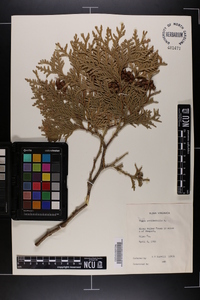 Thuja occidentalis image