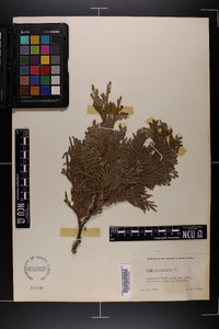 Thuja occidentalis image