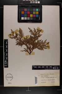 Thuja occidentalis image