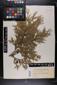 Thuja occidentalis image