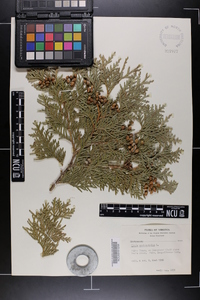 Thuja occidentalis image