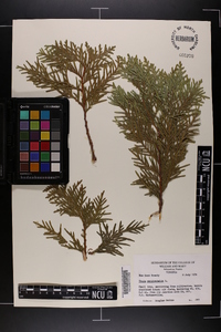 Thuja occidentalis image