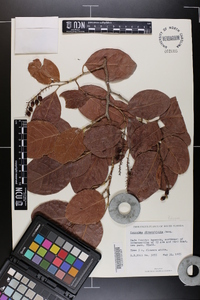 Coccoloba diversifolia image