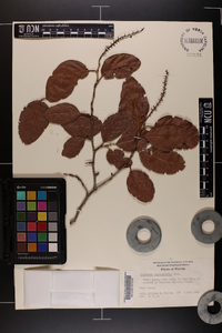 Coccoloba diversifolia image