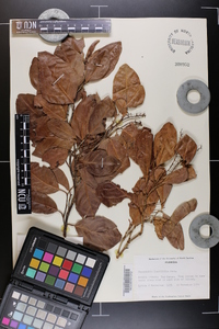 Coccoloba diversifolia image
