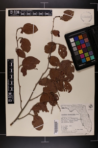 Coccoloba diversifolia image