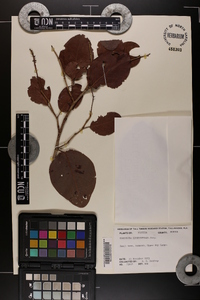 Coccoloba diversifolia image