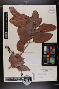 Coccoloba diversifolia image