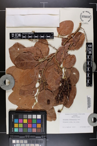 Coccoloba diversifolia image