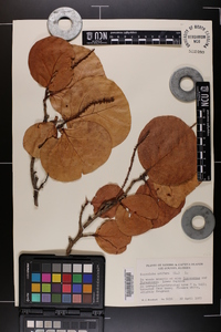 Coccoloba uvifera image