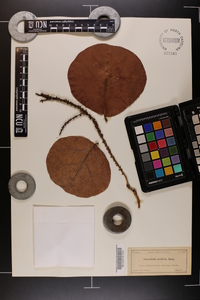 Coccoloba uvifera image