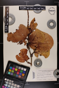 Coccoloba uvifera image