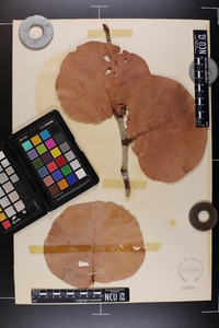 Coccoloba uvifera image