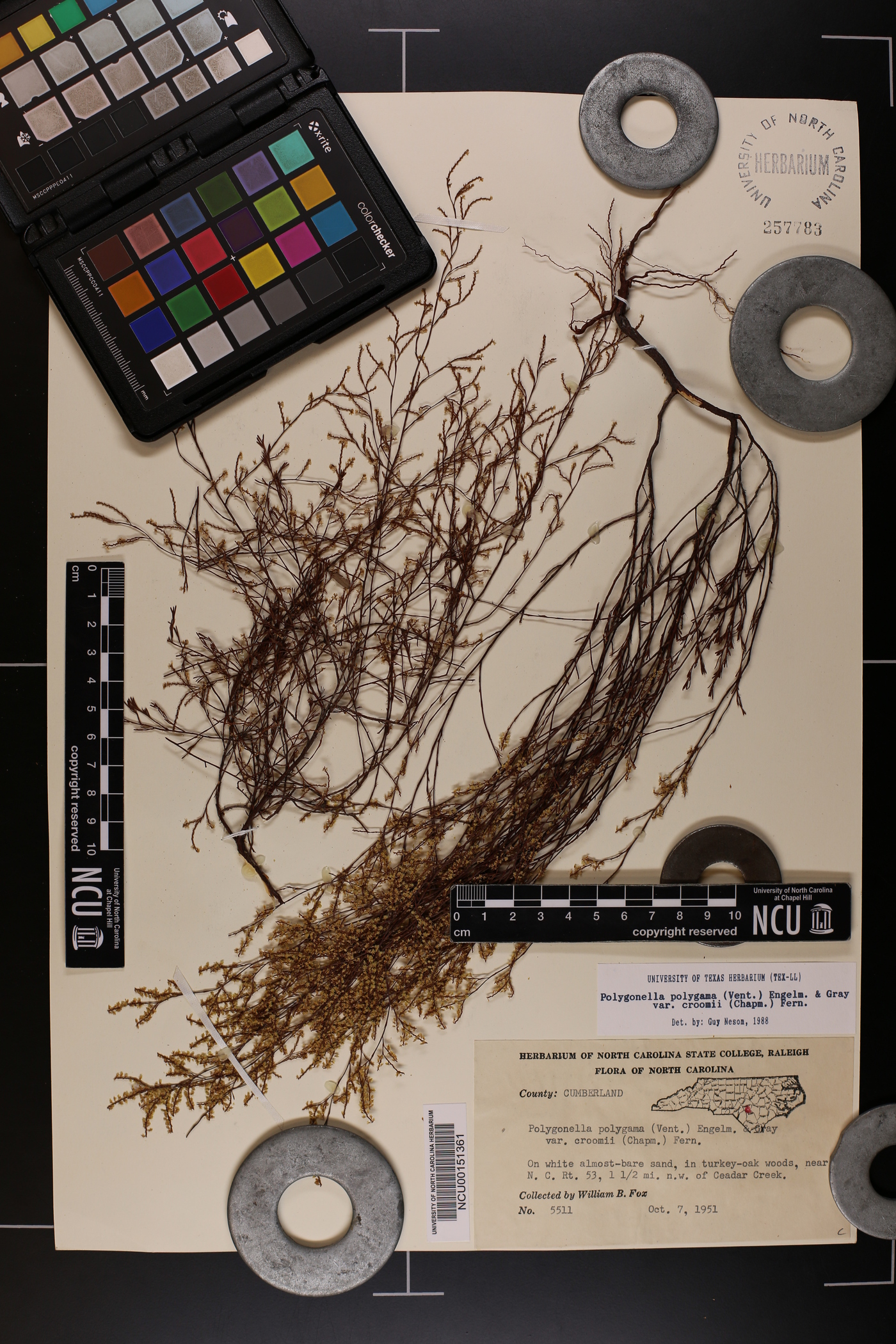 Polygonella polygama var. croomii image