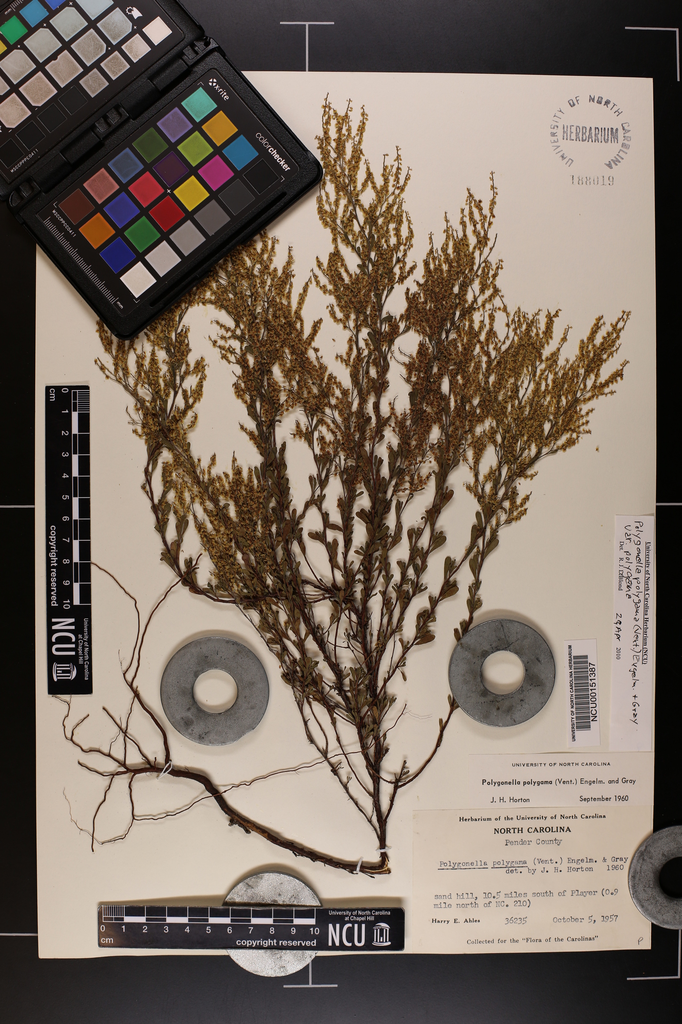 Polygonella polygama var. polygama image