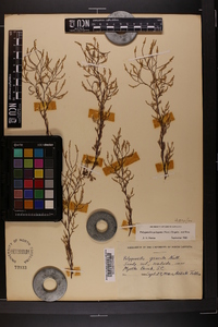 Polygonella polygama image
