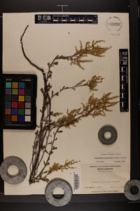 Polygonella polygama image