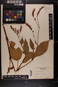 Persicaria orientalis image