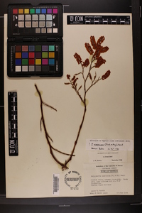 Polygonella americana image
