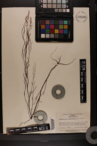 Polygonella articulata image