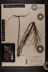 Polygonella articulata image