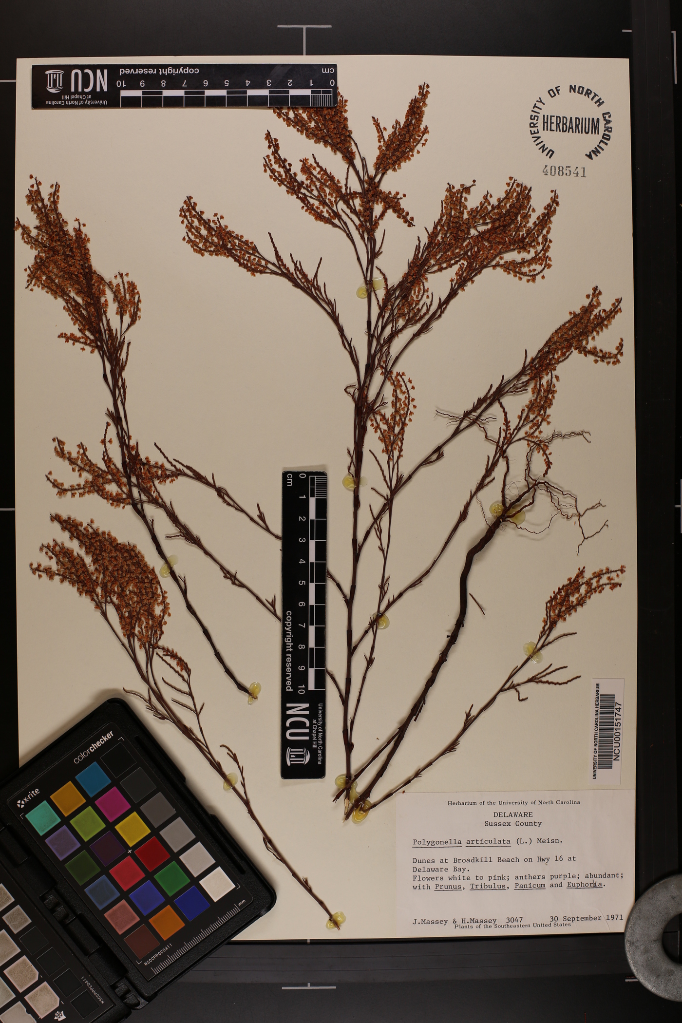 Polygonella articulata image