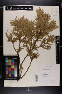 Thuja occidentalis image