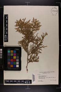 Thuja occidentalis image