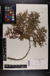 Thuja occidentalis image