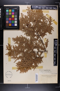 Thuja occidentalis image