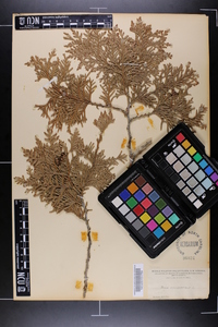 Thuja occidentalis image