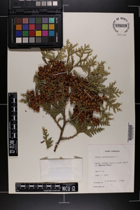 Thuja occidentalis image