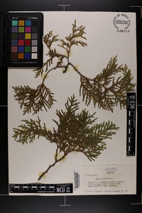 Thuja occidentalis image