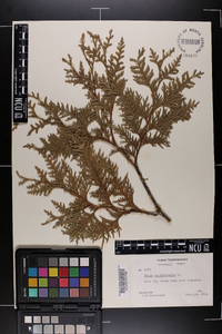 Thuja occidentalis image