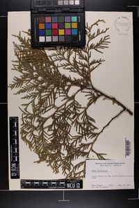 Thuja occidentalis image