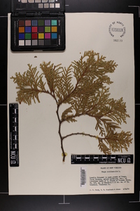 Thuja occidentalis image