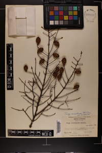 Tsuga canadensis image