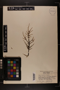 Tsuga canadensis image