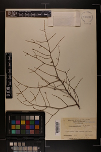 Tsuga canadensis image