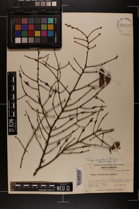 Tsuga canadensis image