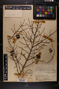 Tsuga canadensis image