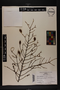 Tsuga canadensis image