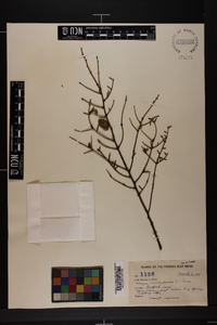 Tsuga canadensis image