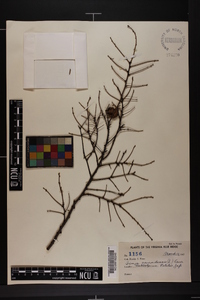 Tsuga canadensis image